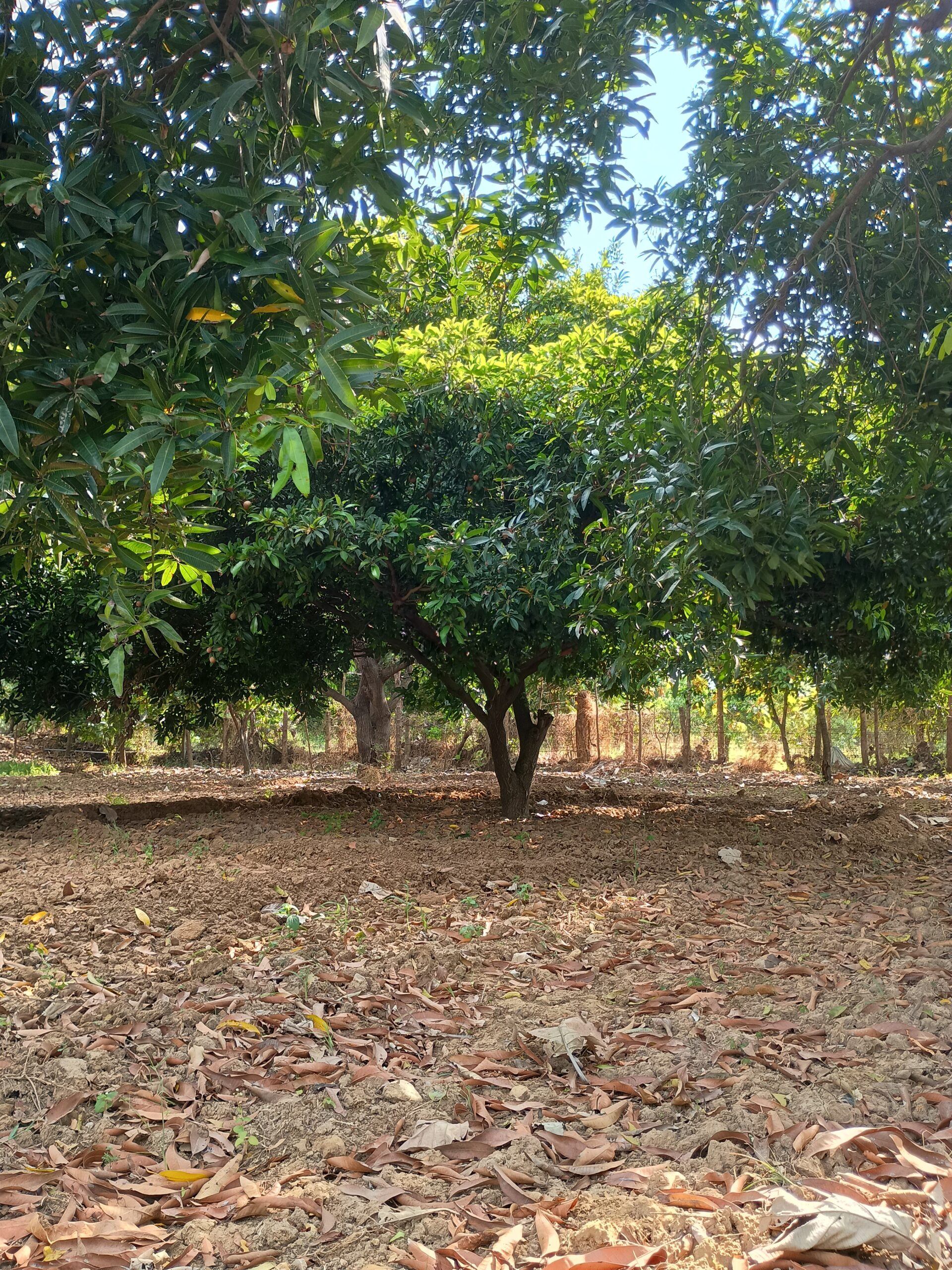 IMG_20250322_090512418_HDR